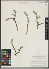 Foto von Salix richardsonii Hook.